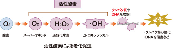 活性酸素による老化促進のイメージ