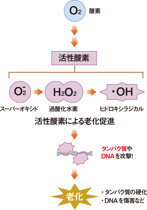活性酸素による老化促進のイメージ